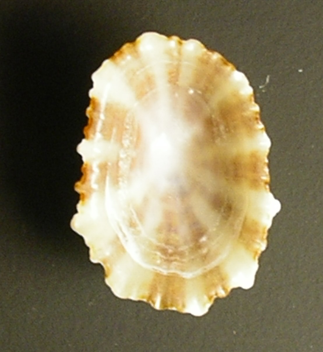 Patella ulyssiponenis juv.